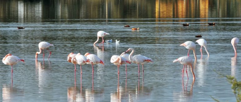 Balıkesir -Birds of Paradise (Kuş Cenneti) National Park